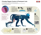 Primates Regain Control of Paralyzed Limb